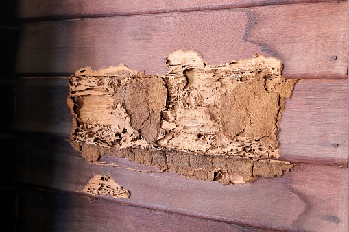 Damaged wooden wall of the house were eaten by termites