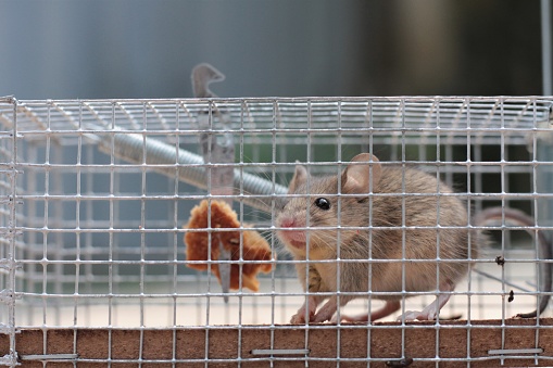 Cute mouse caught in a live trap holding a piece of bread before being released in nature; Shallow depth of field