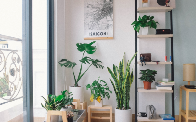 10 Best Plants For Indoor Air Quality Improvement