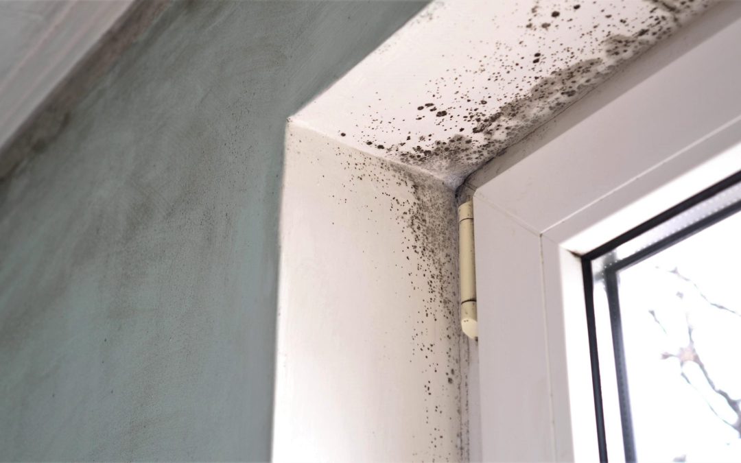15 Most Common Types Of Mold In Homes