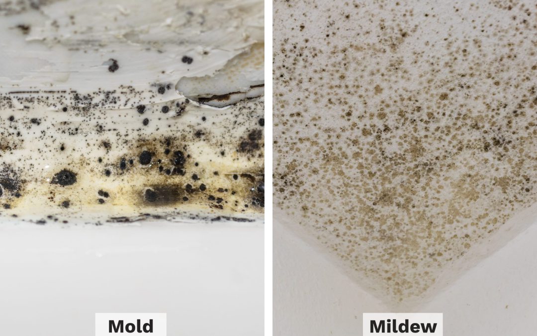 Mold Vs Mildew: A Quick Comparison