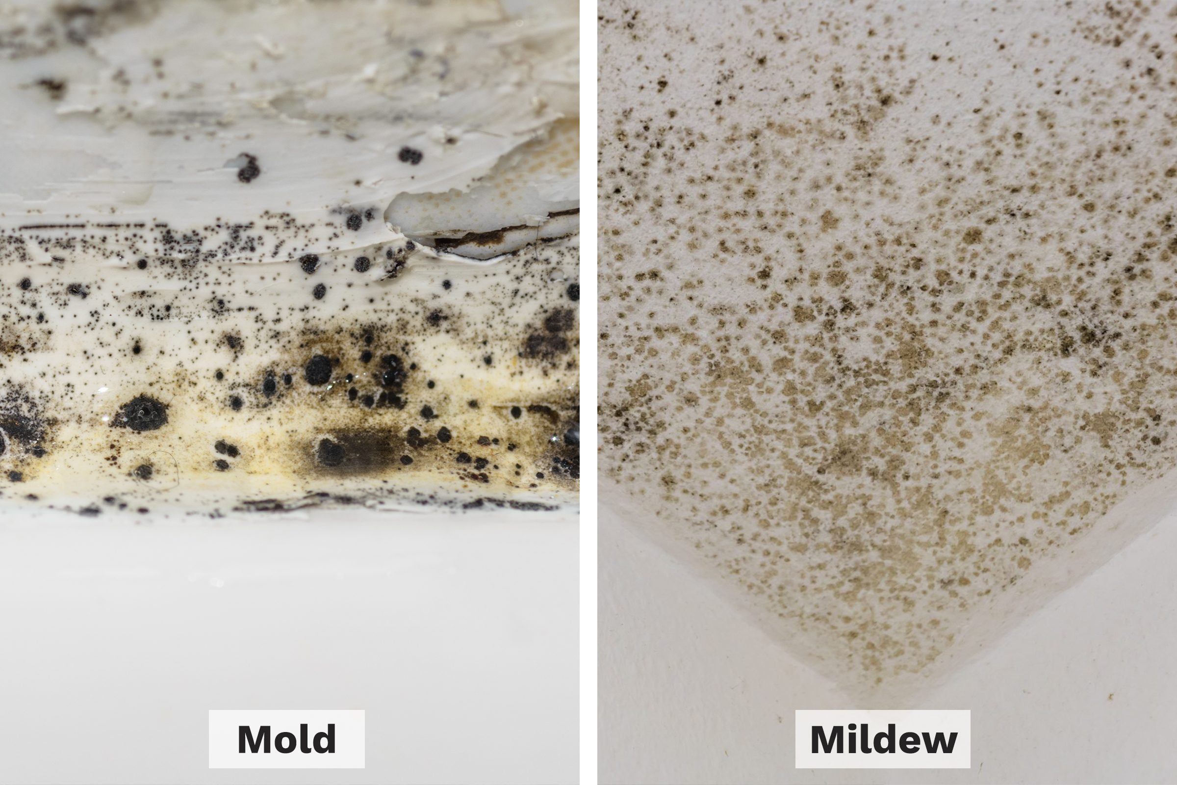 Difference between mold vs mildew and the health effects on the nervous system