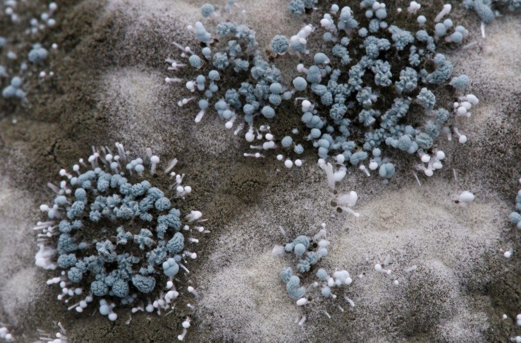 Mold Exposure: Symptoms + How To Test